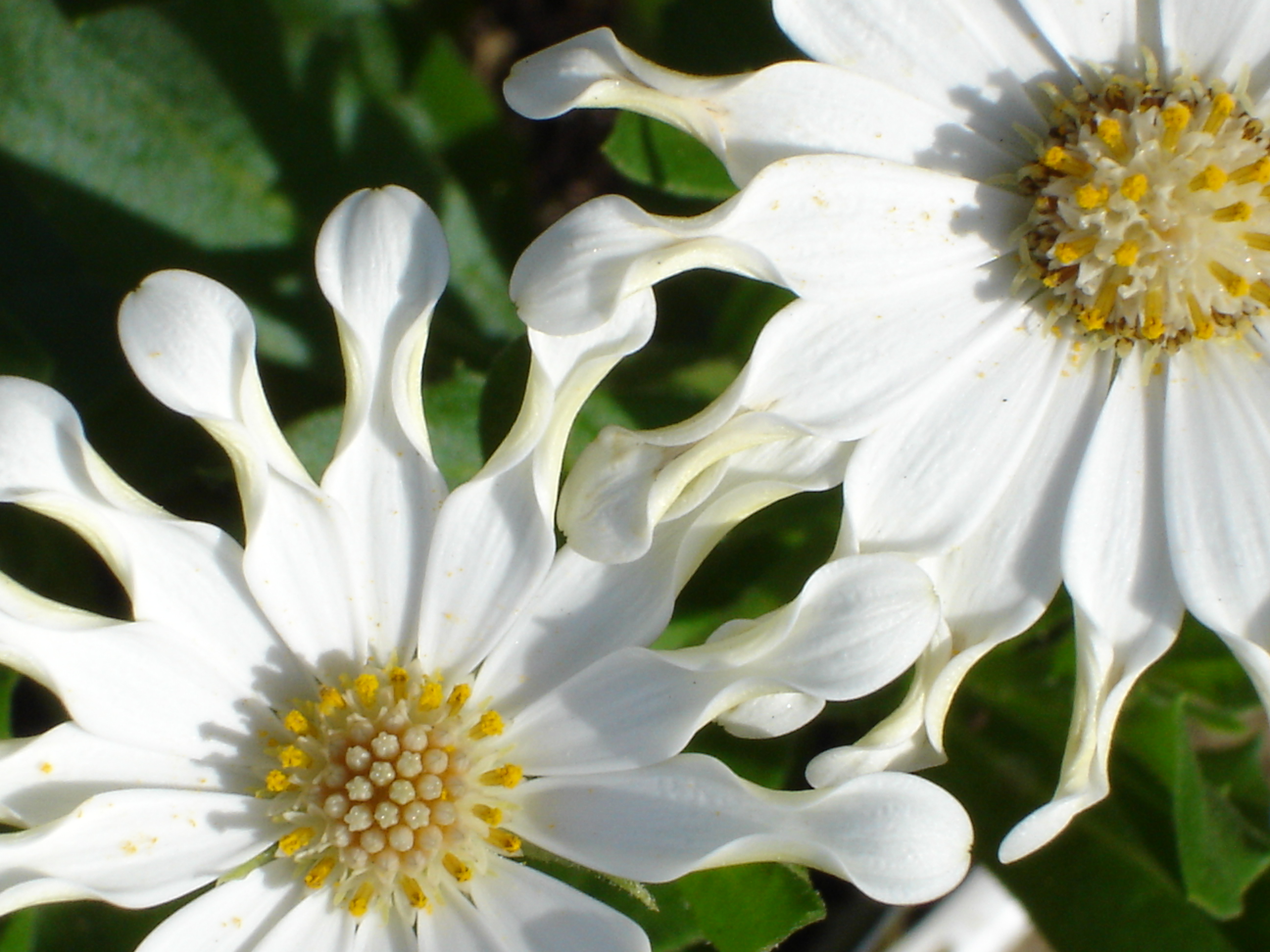 daisybushes